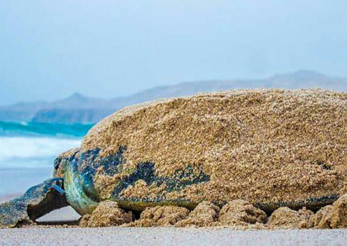CMU Destination Ras Al Jinz Returning Turtle