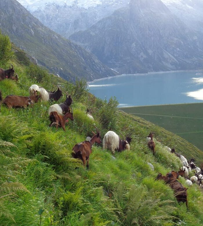 GHMJ Goat treeking in Andermatt